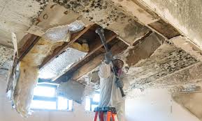 Mold Odor Removal Services in Lemon Grove, CA